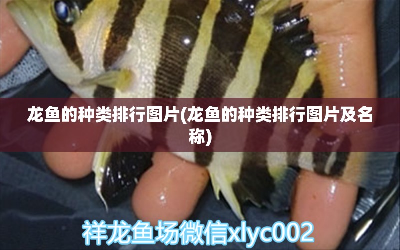 龙鱼的种类排行图片(龙鱼的种类排行图片及名称) 水族灯（鱼缸灯）