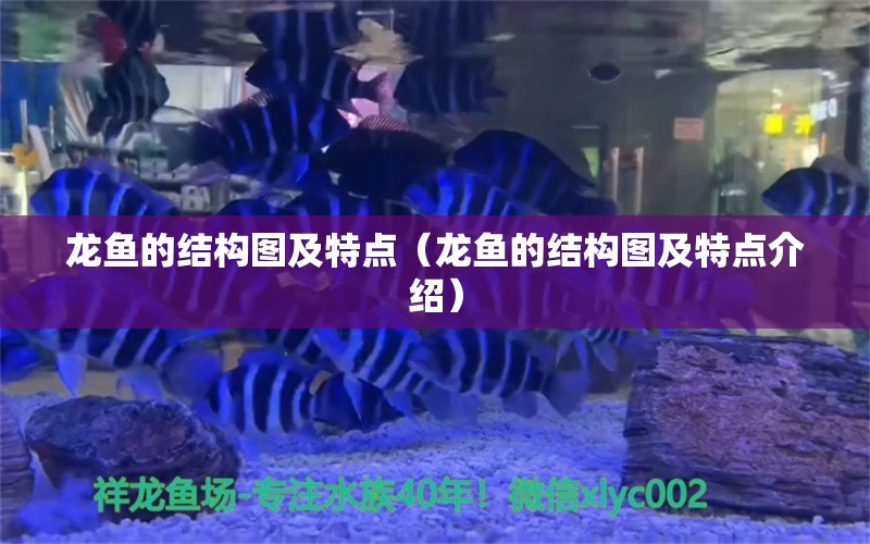 龙鱼的结构图及特点（龙鱼的结构图及特点介绍）