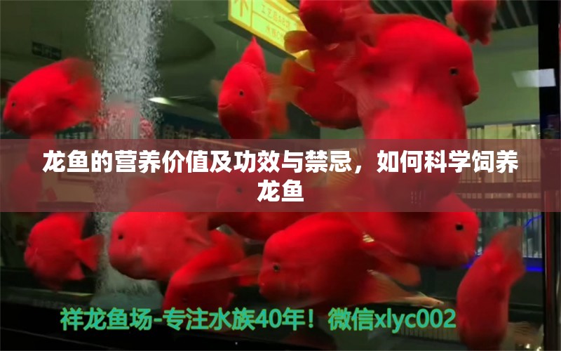 龙鱼的营养价值及功效与禁忌，如何科学饲养龙鱼 虎鱼百科 第6张