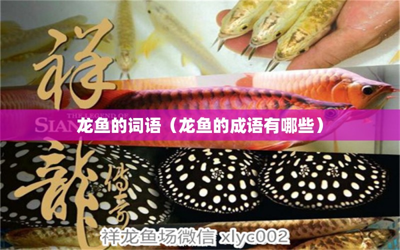 龙鱼的词语（龙鱼的成语有哪些） 广州龙鱼批发市场