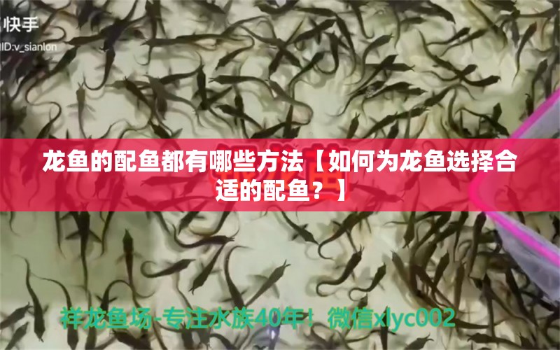 龙鱼的配鱼都有哪些方法【如何为龙鱼选择合适的配鱼？】 水族问答 第1张