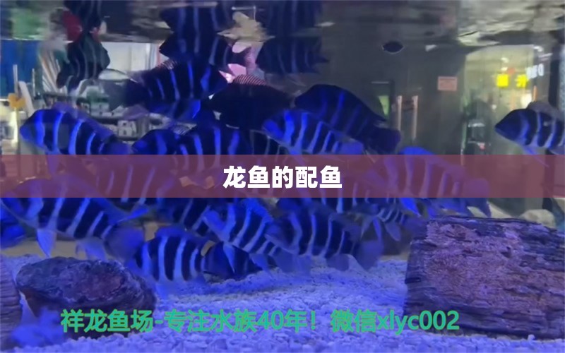 龙鱼的配鱼 龙鱼百科 第2张