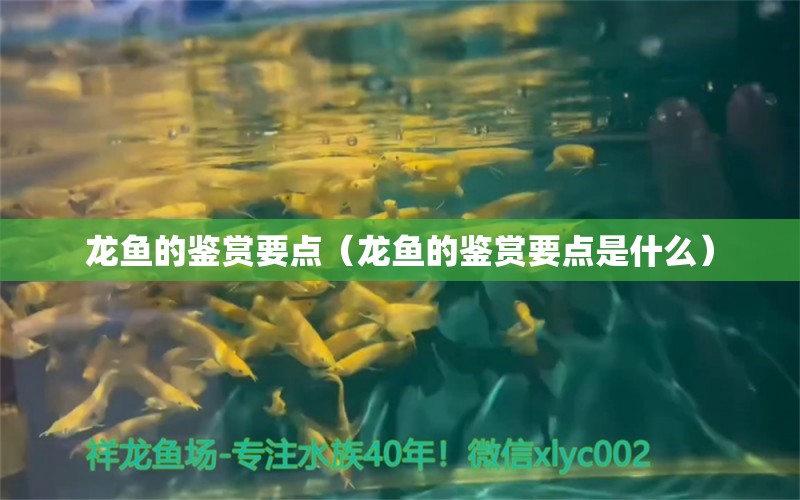 龙鱼的鉴赏要点（龙鱼的鉴赏要点是什么）