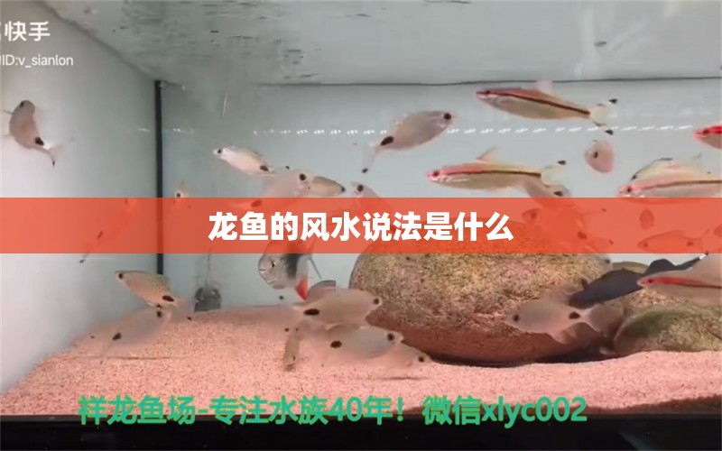 龙鱼的风水说法是什么 龙鱼百科 第2张