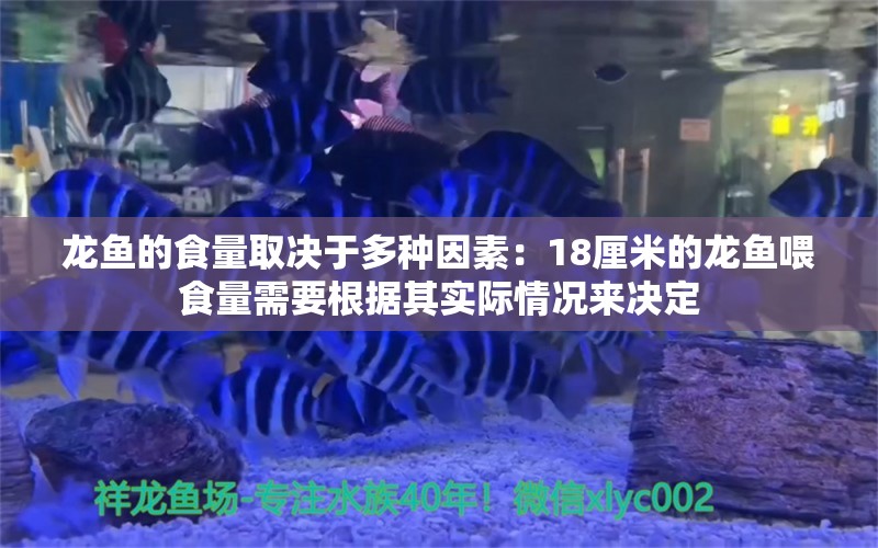 龙鱼的食量取决于多种因素：18厘米的龙鱼喂食量需要根据其实际情况来决定