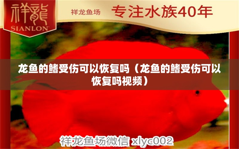 龙鱼的鳍受伤可以恢复吗（龙鱼的鳍受伤可以恢复吗视频） 广州龙鱼批发市场