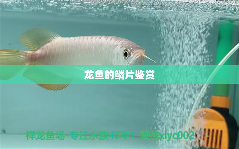 龙鱼的鳞片鉴赏