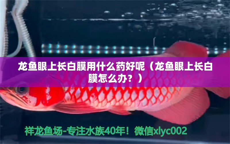 龙鱼眼上长白膜用什么药好呢（龙鱼眼上长白膜怎么办？） 水族问答 第1张