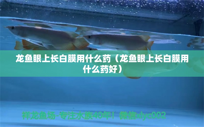 龙鱼眼上长白膜用什么药（龙鱼眼上长白膜用什么药好）