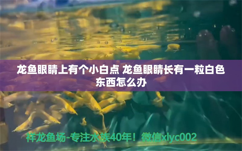 龙鱼眼睛上有个小白点 龙鱼眼睛长有一粒白色东西怎么办 祥龙鱼场品牌产品 第1张