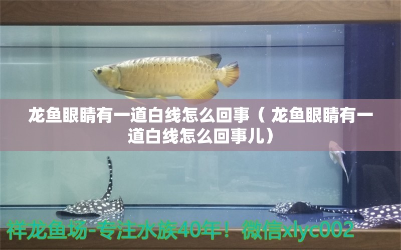 龙鱼眼睛有一道白线怎么回事（ 龙鱼眼睛有一道白线怎么回事儿）