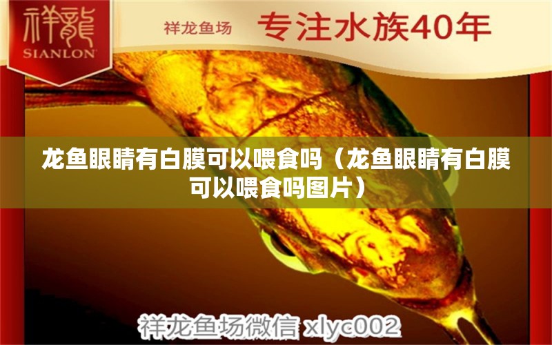 龙鱼眼睛有白膜可以喂食吗（龙鱼眼睛有白膜可以喂食吗图片）