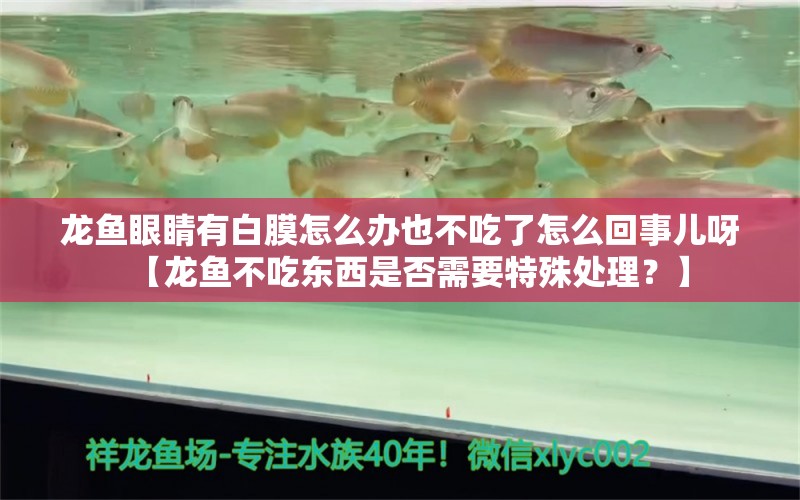 龙鱼眼睛有白膜怎么办也不吃了怎么回事儿呀【龙鱼不吃东西是否需要特殊处理？】