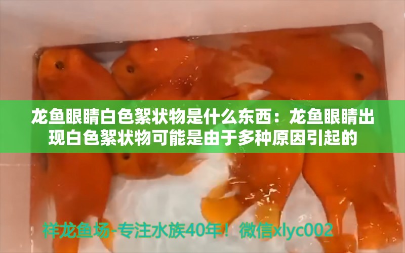 龙鱼眼睛白色絮状物是什么东西：龙鱼眼睛出现白色絮状物可能是由于多种原因引起的