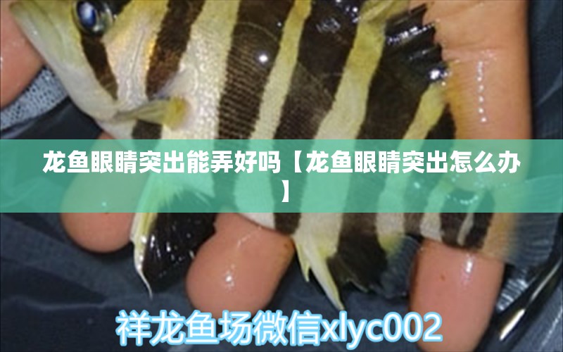 龙鱼眼睛突出能弄好吗【龙鱼眼睛突出怎么办】 水族问答 第2张