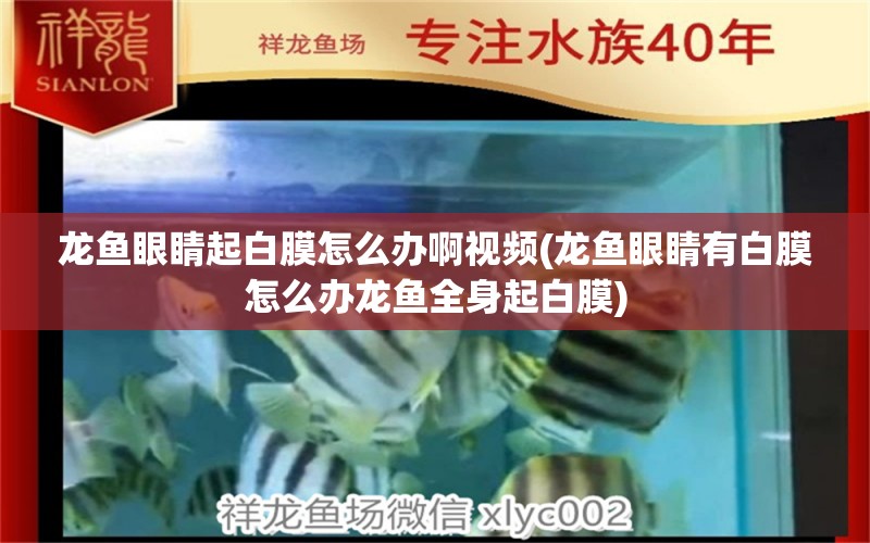 龙鱼眼睛起白膜怎么办啊视频(龙鱼眼睛有白膜怎么办龙鱼全身起白膜)