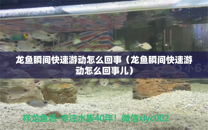 龙鱼瞬间快速游动怎么回事（龙鱼瞬间快速游动怎么回事儿） 广州龙鱼批发市场