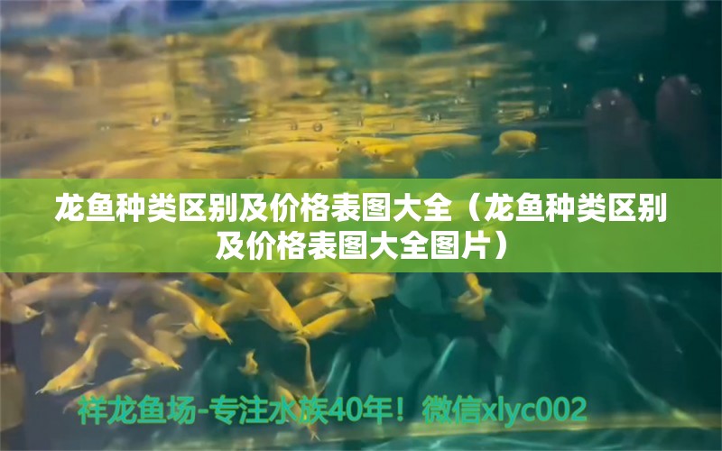 龙鱼种类区别及价格表图大全（龙鱼种类区别及价格表图大全图片）