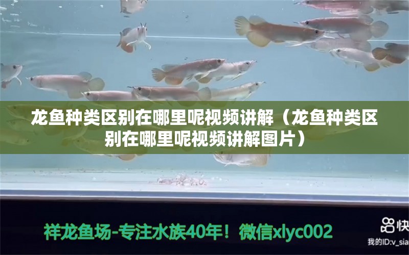 龙鱼种类区别在哪里呢视频讲解（龙鱼种类区别在哪里呢视频讲解图片） 龙鱼疾病与治疗