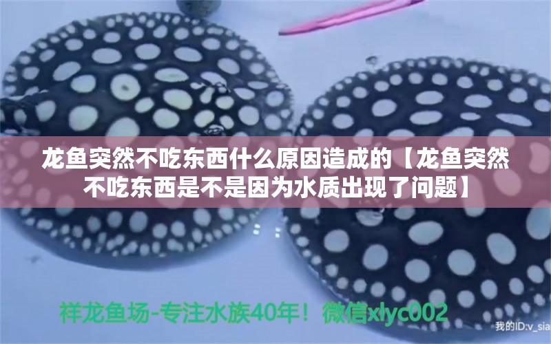 龙鱼突然不吃东西什么原因造成的【龙鱼突然不吃东西是不是因为水质出现了问题】