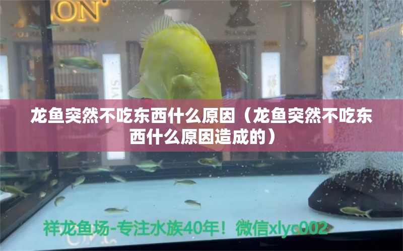 龙鱼突然不吃东西什么原因（龙鱼突然不吃东西什么原因造成的） 龙鱼疾病与治疗