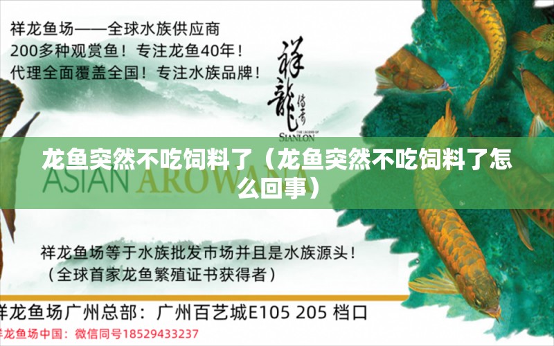 龙鱼突然不吃饲料了（龙鱼突然不吃饲料了怎么回事） 广州龙鱼批发市场