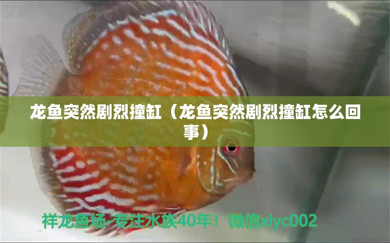龙鱼突然剧烈撞缸（龙鱼突然剧烈撞缸怎么回事） 广州龙鱼批发市场