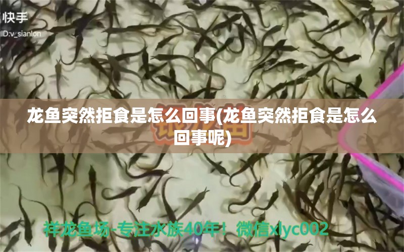 龙鱼突然拒食是怎么回事(龙鱼突然拒食是怎么回事呢)