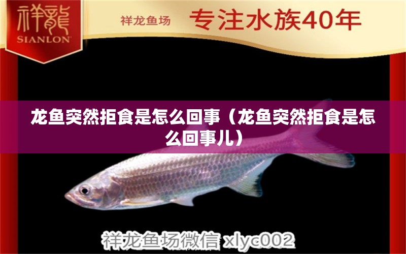 龙鱼突然拒食是怎么回事（龙鱼突然拒食是怎么回事儿） 广州龙鱼批发市场