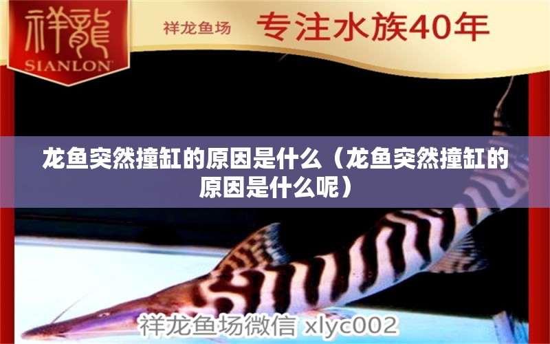 龙鱼突然撞缸的原因是什么（龙鱼突然撞缸的原因是什么呢） 广州龙鱼批发市场