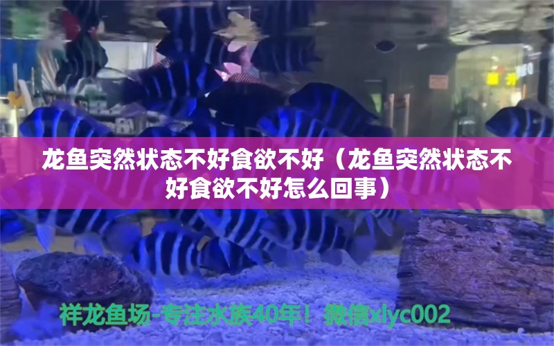 龙鱼突然状态不好食欲不好（龙鱼突然状态不好食欲不好怎么回事） 龙鱼疾病与治疗