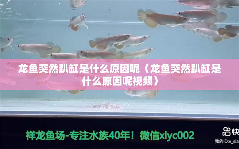 龙鱼突然趴缸是什么原因呢（龙鱼突然趴缸是什么原因呢视频）