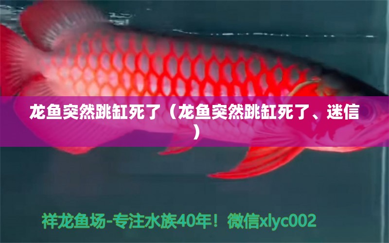 龙鱼突然跳缸死了（龙鱼突然跳缸死了、迷信） 广州龙鱼批发市场