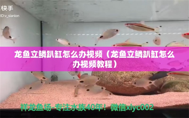 龙鱼立鳞趴缸怎么办视频（龙鱼立鳞趴缸怎么办视频教程）