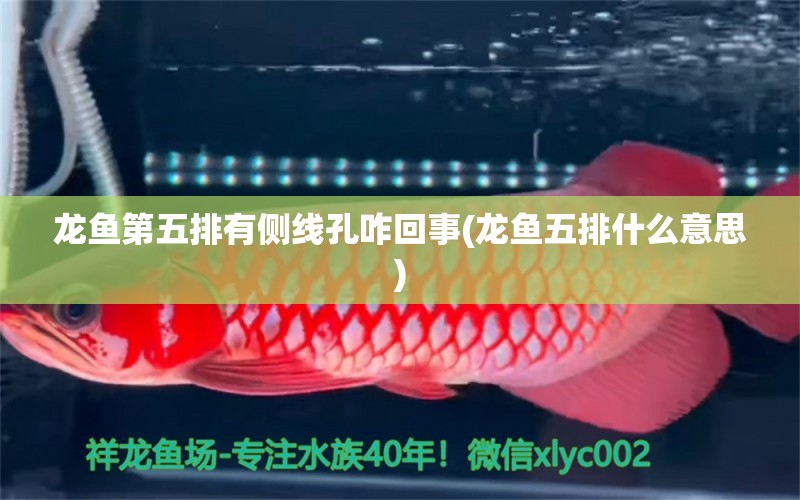 龙鱼第五排有侧线孔咋回事(龙鱼五排什么意思)