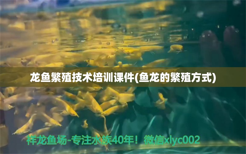 龙鱼繁殖技术培训课件(鱼龙的繁殖方式) 麦肯斯银版鱼