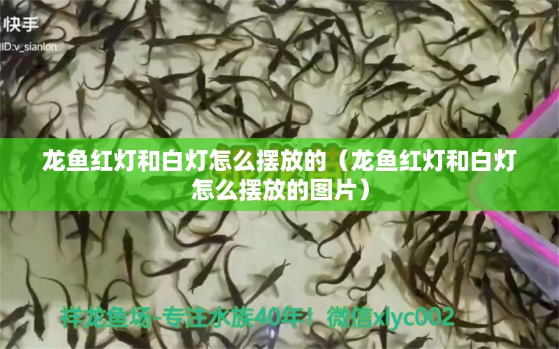 龙鱼红灯和白灯怎么摆放的（龙鱼红灯和白灯怎么摆放的图片） 广州龙鱼批发市场