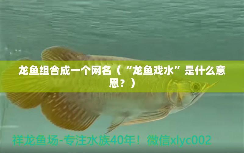 龙鱼组合成一个网名（“龙鱼戏水”是什么意思？） 水族问答 第1张