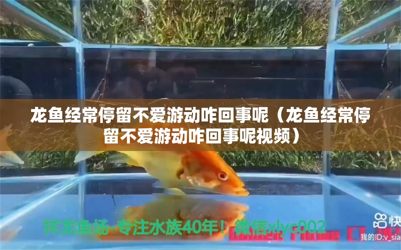 龙鱼经常停留不爱游动咋回事呢（龙鱼经常停留不爱游动咋回事呢视频） 广州龙鱼批发市场