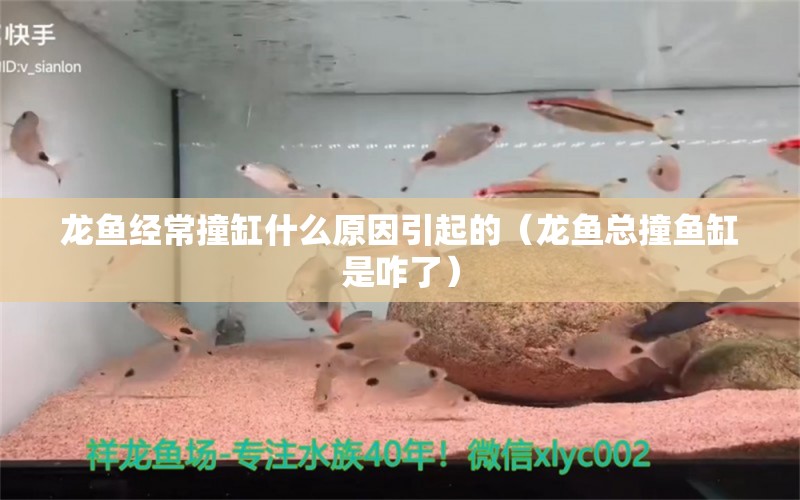 龙鱼经常撞缸什么原因引起的（龙鱼总撞鱼缸是咋了）