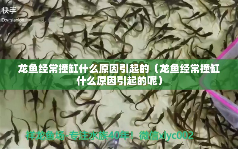 龙鱼经常撞缸什么原因引起的（龙鱼经常撞缸什么原因引起的呢）