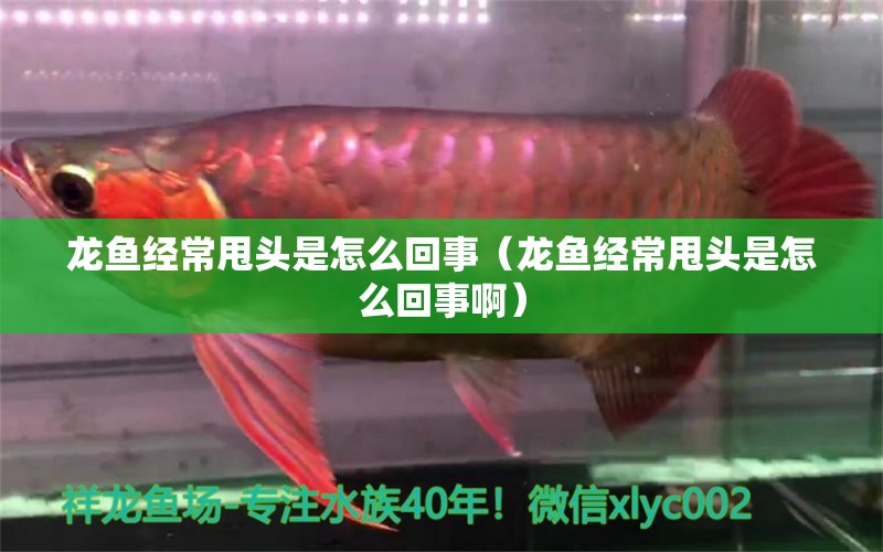 龙鱼经常甩头是怎么回事（龙鱼经常甩头是怎么回事啊） 祥龙水族医院