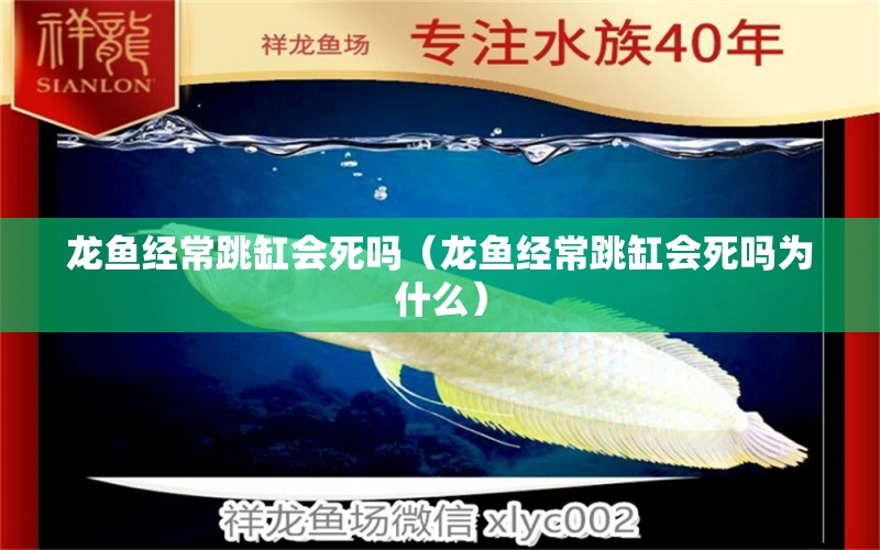 龙鱼经常跳缸会死吗（龙鱼经常跳缸会死吗为什么） 广州龙鱼批发市场