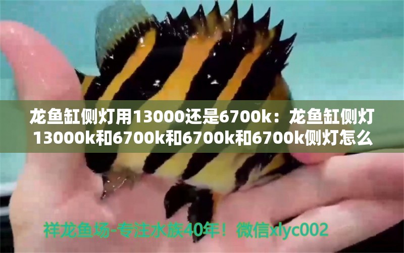 龙鱼缸侧灯用13000还是6700k：龙鱼缸侧灯13000k和6700k和6700k和6700k侧灯怎么选