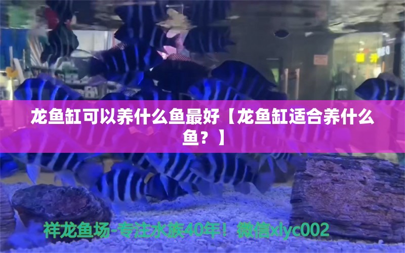 龙鱼缸可以养什么鱼最好【龙鱼缸适合养什么鱼？】