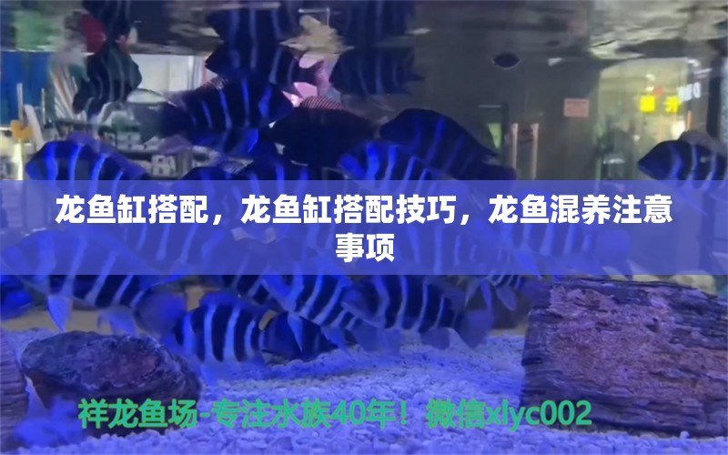 龙鱼缸搭配，龙鱼缸搭配技巧，龙鱼混养注意事项