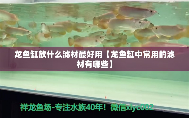 龙鱼缸放什么滤材最好用【龙鱼缸中常用的滤材有哪些】