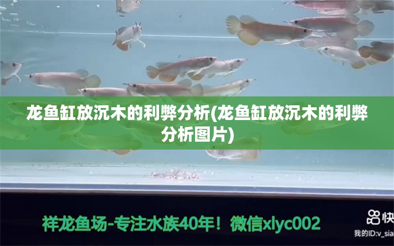 龙鱼缸放沉木的利弊分析(龙鱼缸放沉木的利弊分析图片) 泰国虎鱼 第1张