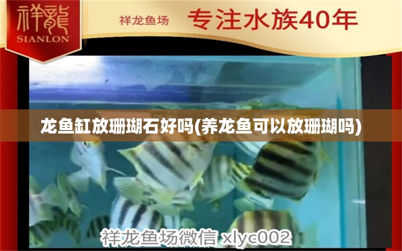 龙鱼缸放珊瑚石好吗(养龙鱼可以放珊瑚吗) 水族世界 第1张