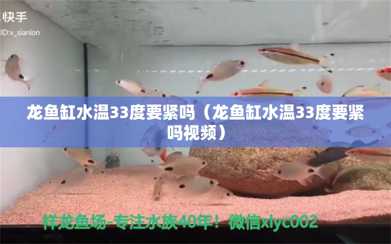 龙鱼缸水温33度要紧吗（龙鱼缸水温33度要紧吗视频） 广州龙鱼批发市场